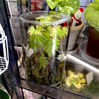 Micro Landscape Moss Terrarium in Glass Cylinder