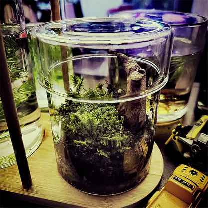 Micro Landscape Moss Terrarium in Glass Cylinder